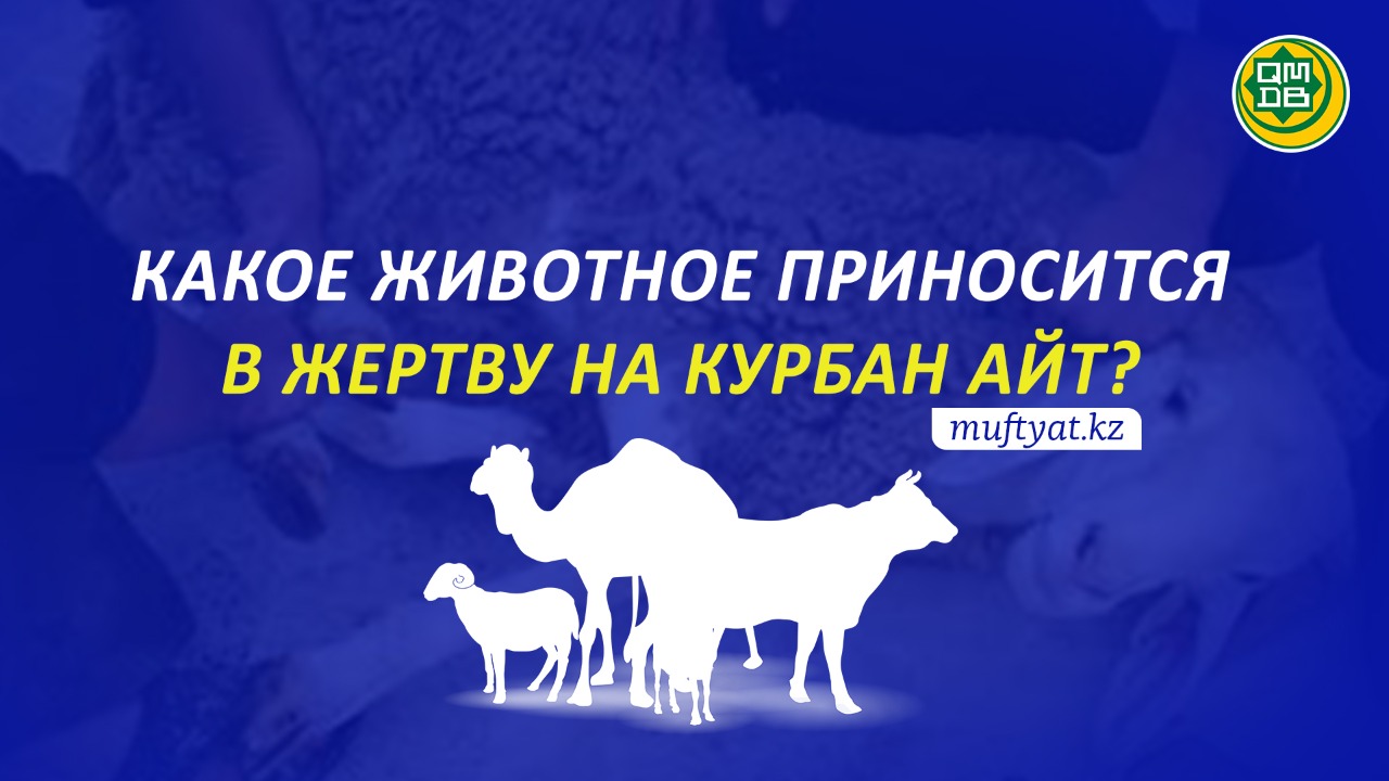 КАКОЕ ЖИВОТНОЕ ПРИНОСИТСЯ В ЖЕРТВУ НА КУРБАН АЙТ?